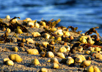 A Sea of Periwinkles #AWE-001