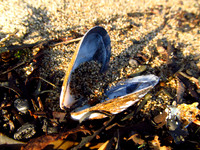 Signs of the Tide #AWE-002