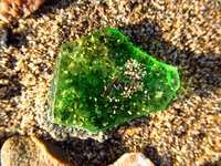Glass from the Sea #AWE-003