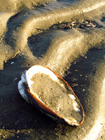 Left upon the Beach #AWE-008