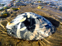 Coastal Findings #AWE-009