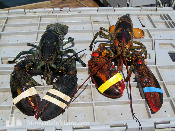 Today's Catch #LOB-021