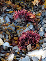 Wonders of the Sea #AWE-021