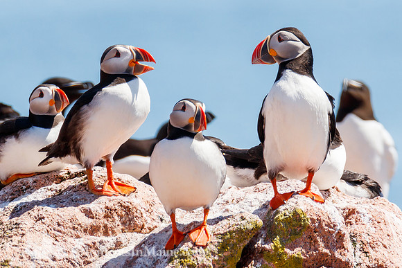 Puffin Tales #DRW-011