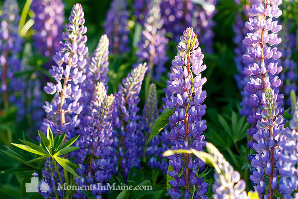 Fields of Spring #LPN-008