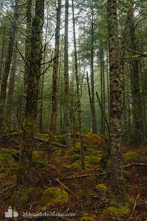 Island Forests #DRW-009