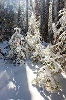 Winter Wonderland #DRW-040