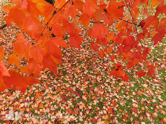 Changing Seasons #BT-0023