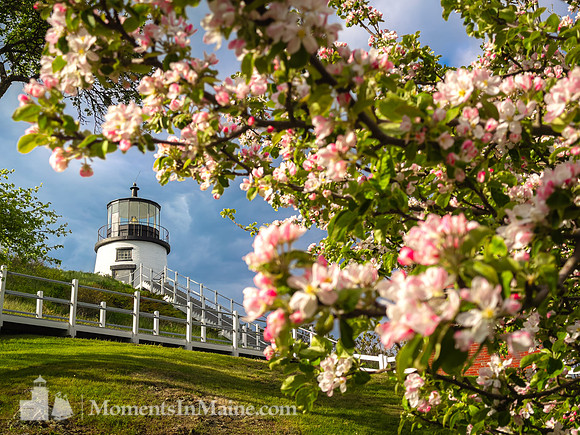 Spring Bloom at Owls Head III #DT-0030