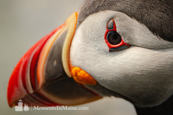 Puffin Shades #DT-0020