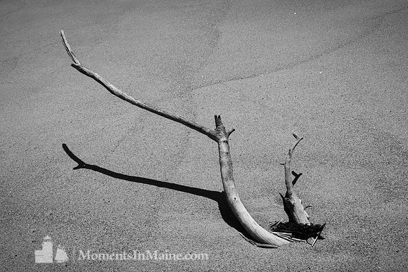 Left by the Tide #DT-0068